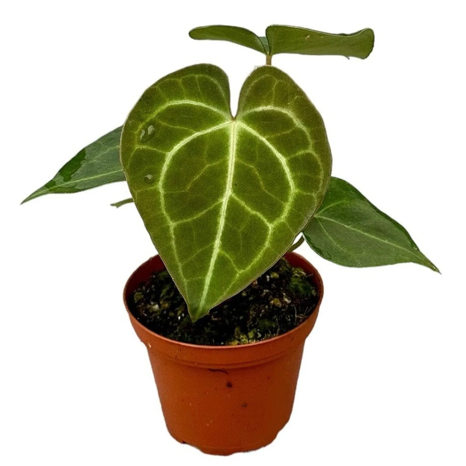 15 cm  Anthurium Clarinervium House Plant 9 cm Pot