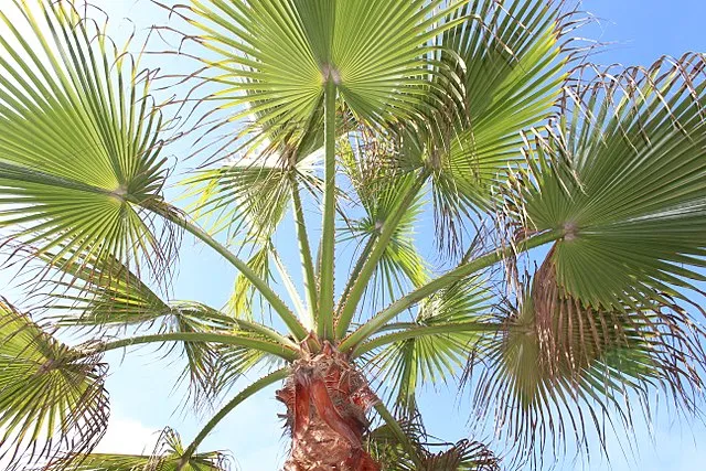 Livistona chinensis | Chinese Fan Palm | 3" Pot