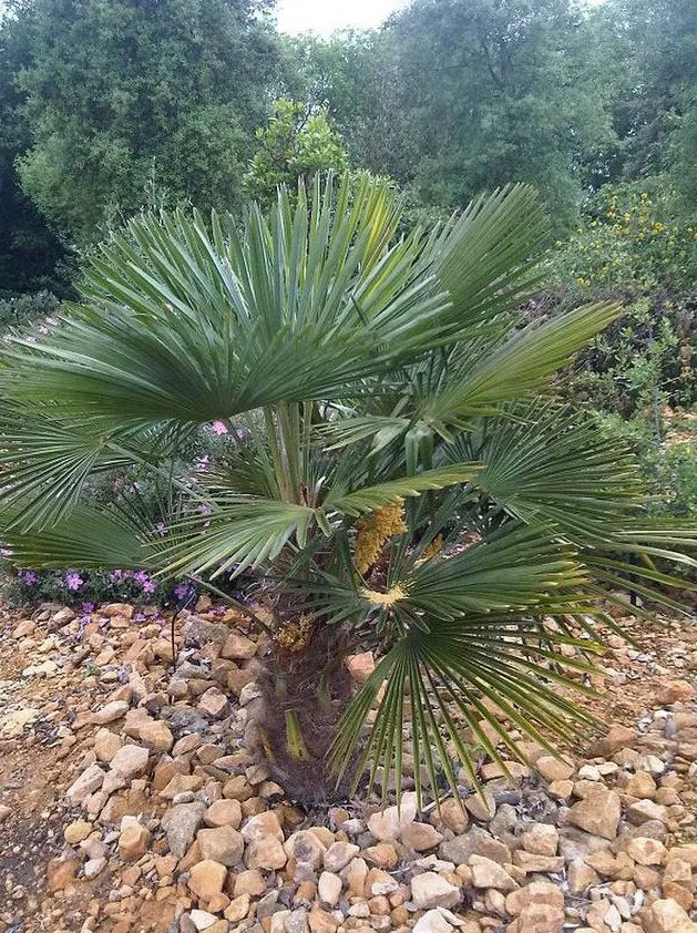 Livistona chinensis | Chinese Fan Palm | 3" Pot