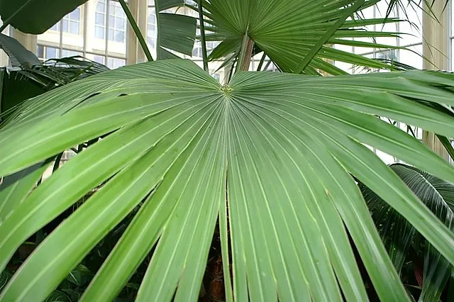 Livistona chinensis | Chinese Fan Palm | 3" Pot