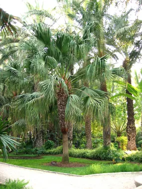 Livistona chinensis | Chinese Fan Palm | 3" Pot