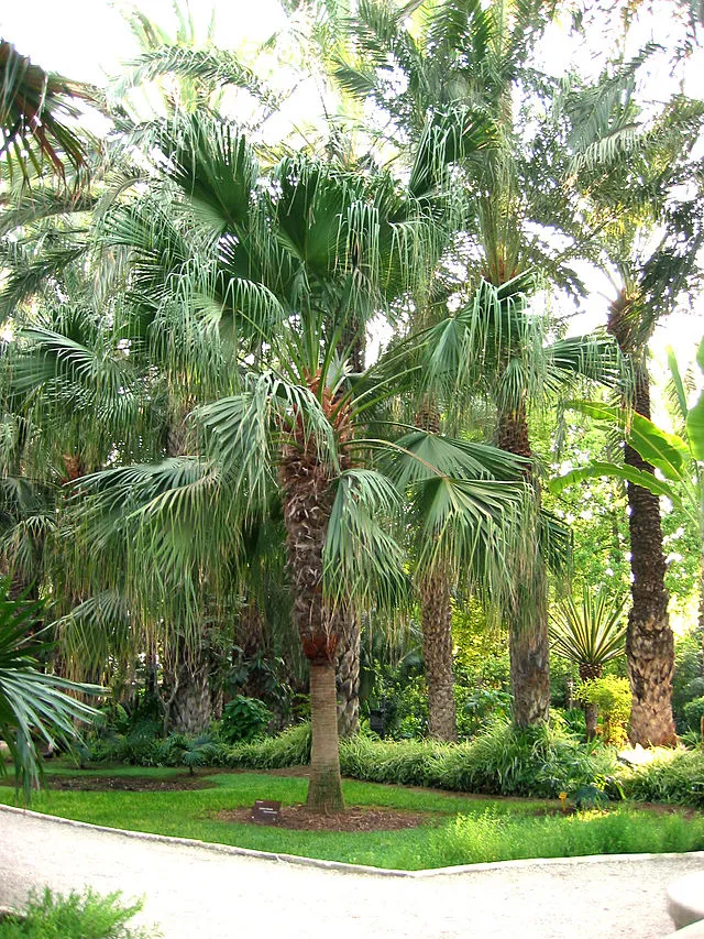 Livistona chinensis | Chinese Fan Palm | 3" Pot